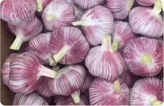 Fresh Garlic