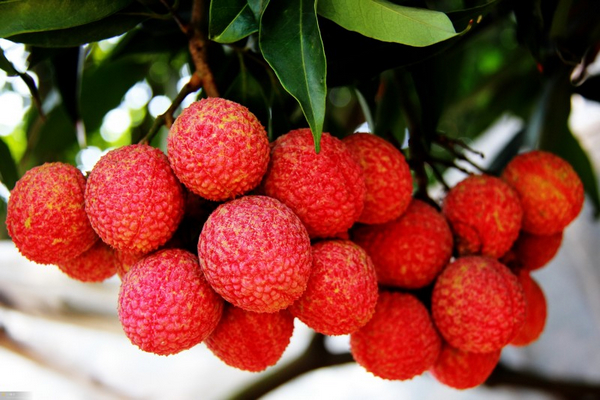 lichi
