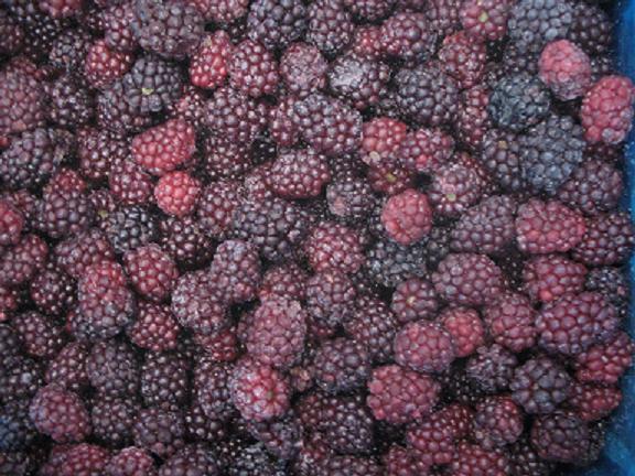 blackberry