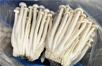Setas marineras