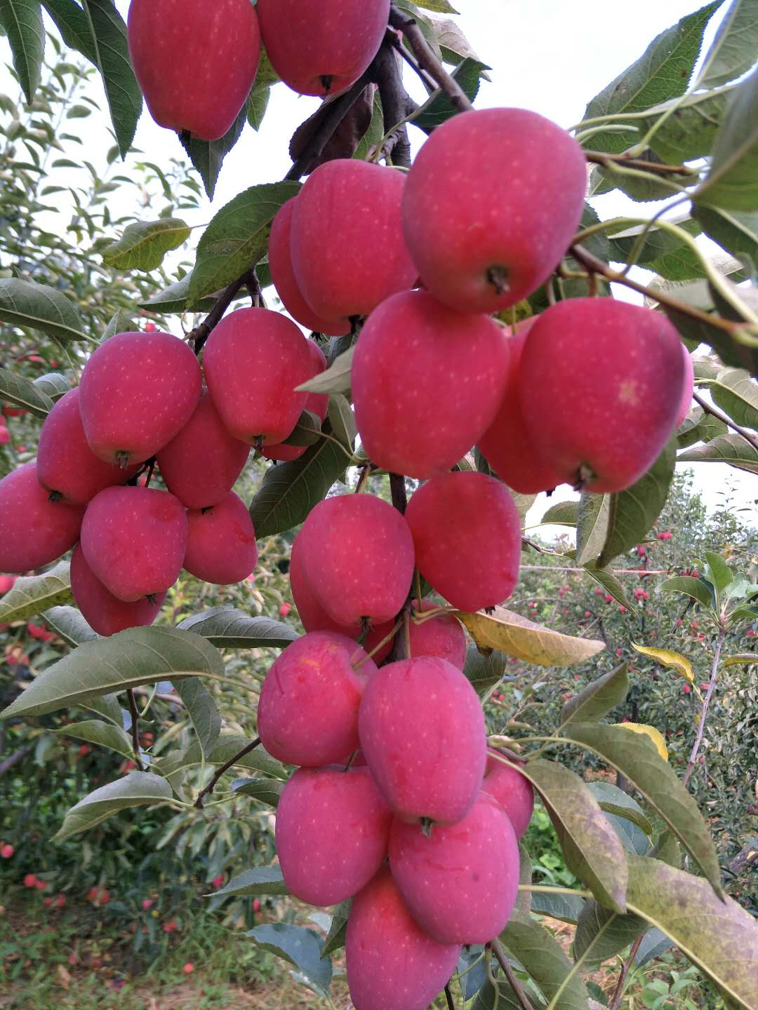 Fuji apple